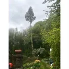 TREE TOPS OF CHESHIRE