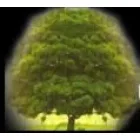 ACORN GARDEN SERVICES