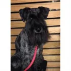 LISA PARKINSON CANINE BEAUTICIANS