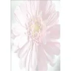 FLORISTIC FLOWERS